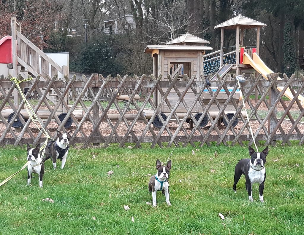 d'Elladuchien - Arrivée des bébés pour le 9 avril