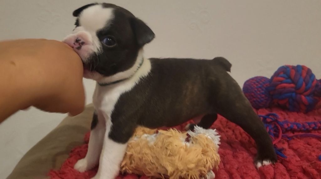 d'Elladuchien - Chiot disponible  - Boston Terrier