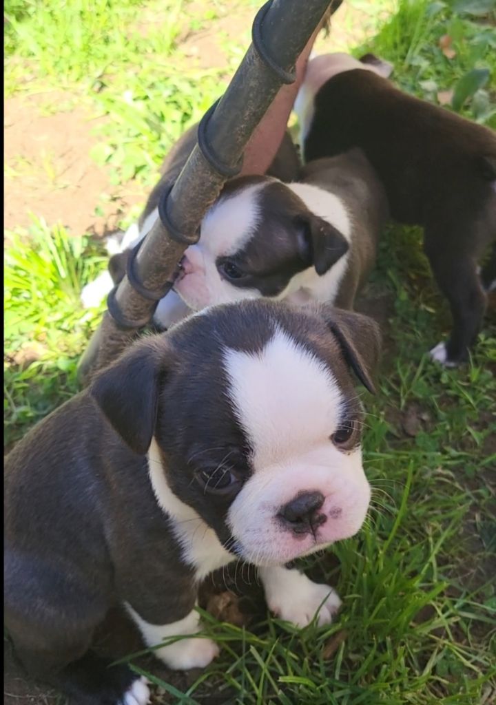 d'Elladuchien - Chiot disponible  - Boston Terrier