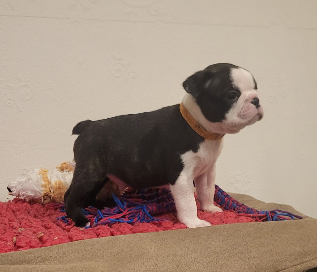 d'Elladuchien - Chiot disponible  - Boston Terrier