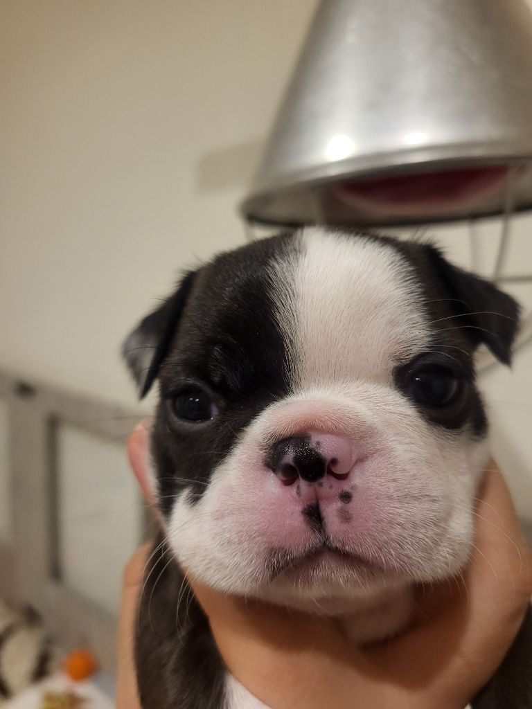 d'Elladuchien - Chiot disponible  - Boston Terrier