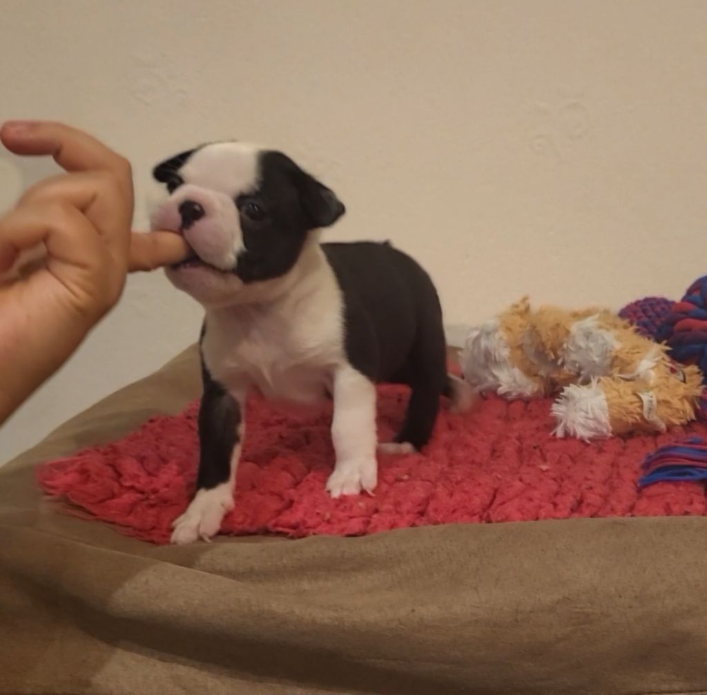 d'Elladuchien - Chiot disponible  - Boston Terrier