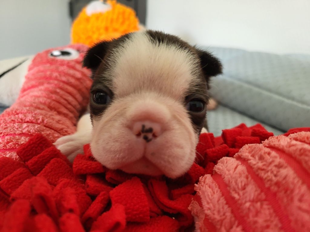 d'Elladuchien - Chiots disponibles - Boston Terrier