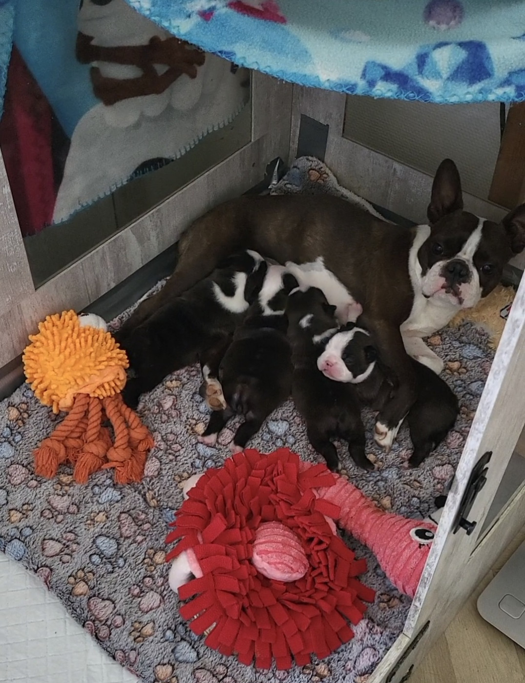 d'Elladuchien - Boston Terrier - Portée née le 01/06/2026
