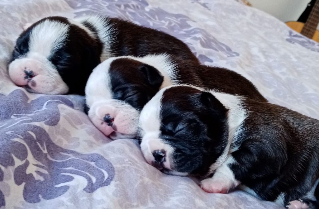 d'Elladuchien - Boston Terrier - Portée née le 21/08/2020