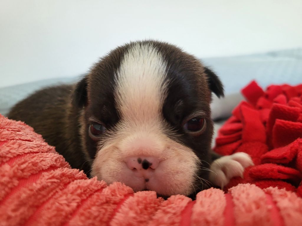 d'Elladuchien - Chiots disponibles - Boston Terrier