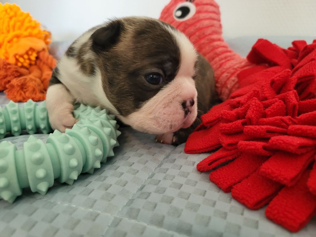 d'Elladuchien - Chiots disponibles - Boston Terrier