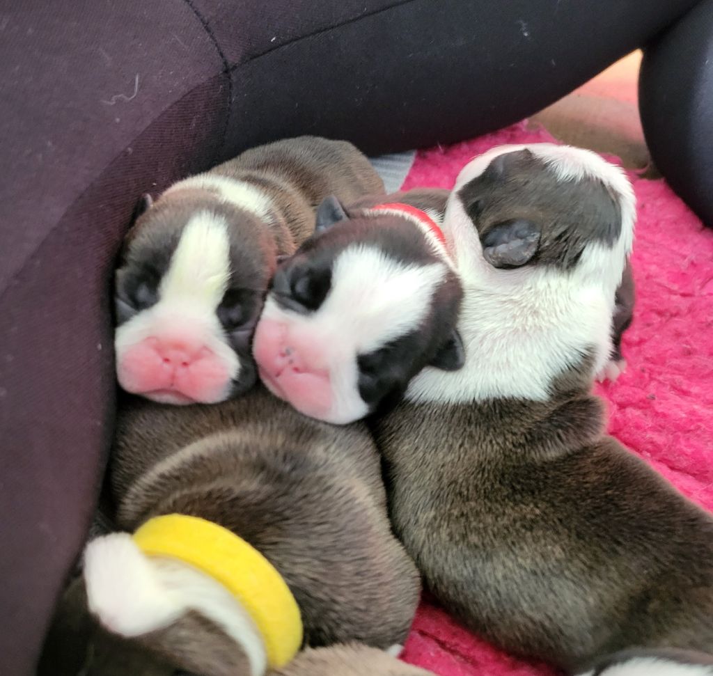 Chiot Boston Terrier d'Elladuchien