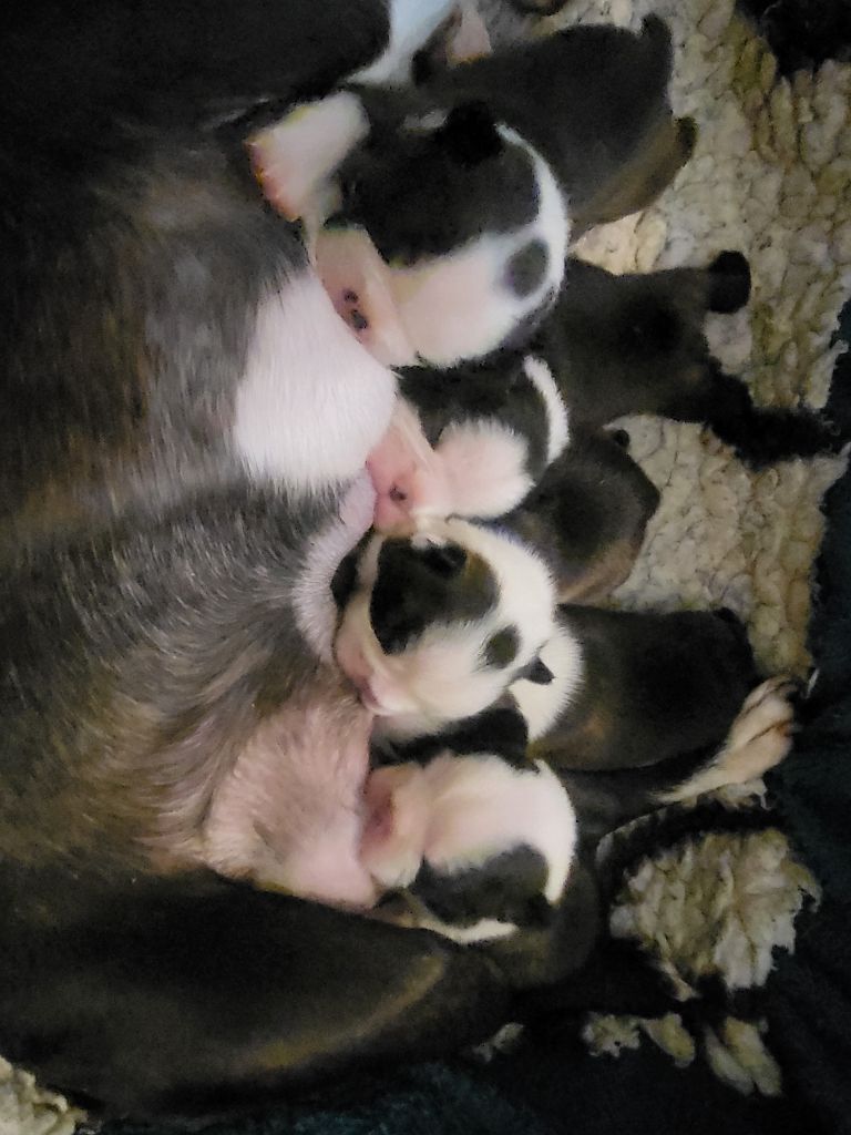 d'Elladuchien - Boston Terrier - Portée née le 03/10/2024